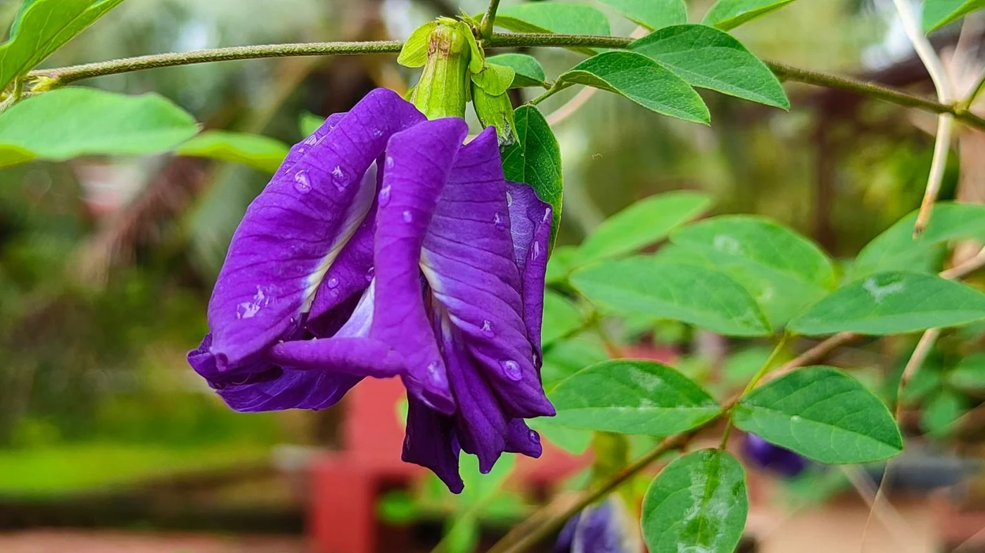 Shankhpushpi Herb (Convolvulus pluricaulis) used in Energyon